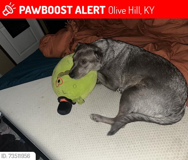 Lost Male Dog last seen Around the mushroom mines, Olive Hill, KY 41164
