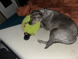 Lost Male Dog last seen Around the mushroom mines, Olive Hill, KY 41164