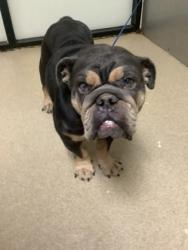 Shelter Stray Female Dog last seen Near E Maddox Ave, Central District, TX, 355 Hillshire Dr, Haslet, TX 76052, USA