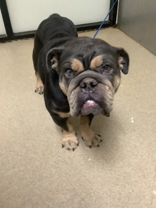 Shelter Stray Female Dog last seen Near E Maddox Ave, Central District, TX, 355 Hillshire Dr, Haslet, TX 76052, USA