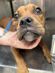 Shelter Stray Male Dog last seen Near E BELKNAP ST, Central District, TX, 355 Hillshire Dr, Haslet, TX 76052, USA