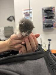 Shelter Stray Female Cat last seen Near foster rd, County/Unicorporated, NC, 1491 Business Park Ct, Gastonia, NC 28052, USA