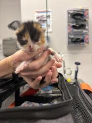 Shelter Stray Unknown Cat last seen Near foster rd, County/Unicorporated, NC, 1491 Business Park Ct, Gastonia, NC 28052, USA
