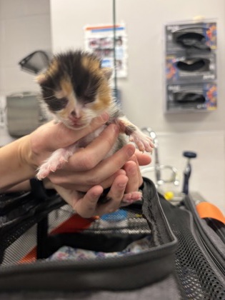 Shelter Stray Unknown Cat last seen Near foster rd, County/Unicorporated, NC, 1491 Business Park Ct, Gastonia, NC 28052, USA