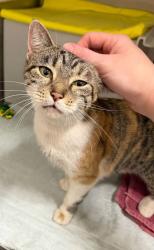 Shelter Stray Female Cat last seen Near N Payson Street, 21217, MD, 2490 Giles Rd, Baltimore, MD 21225, USA