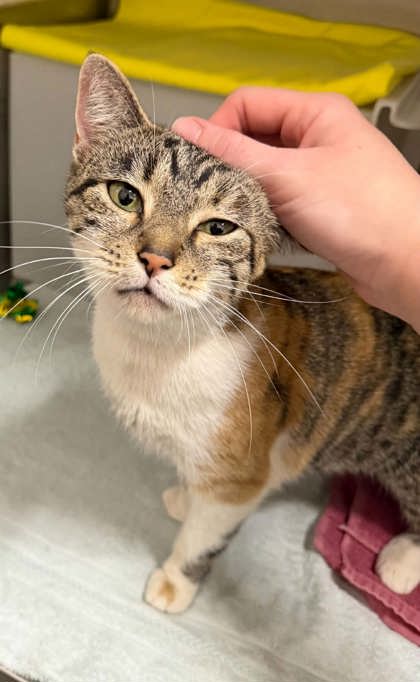 Shelter Stray Female Cat last seen Near N Payson Street, 21217, MD, 2490 Giles Rd, Baltimore, MD 21225, USA