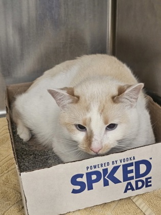 Shelter Stray Male Cat last seen Near Font Hill Ave, 21223, MD, 2490 Giles Rd, Baltimore, MD 21225, USA