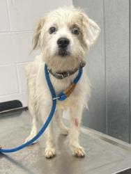 Shelter Stray Male Dog last seen Near Valley, 2nd District, OH, 9203 Detroit Ave, Cleveland, OH 44102, USA