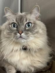 Shelter Stray Female Cat last seen Near Saint Paul st, 21218, MD, 2490 Giles Rd, Baltimore, MD 21225, USA