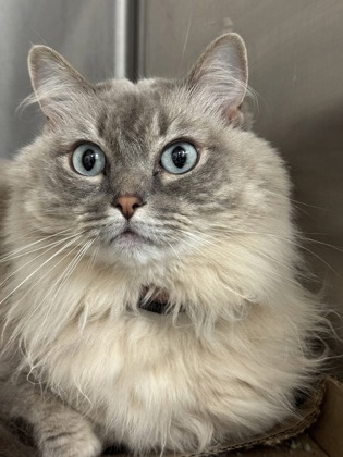 Shelter Stray Female Cat last seen Near Saint Paul st, 21218, MD, 2490 Giles Rd, Baltimore, MD 21225, USA
