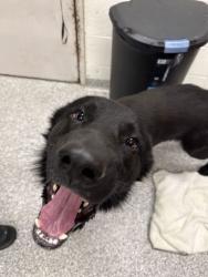 Shelter Stray Male Dog last seen Thornegrove Pike, Knox County GP, TN, 3201 Division St, Knoxville, TN 37919, USA