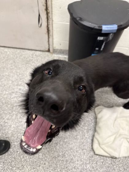 Shelter Stray Male Dog last seen Thornegrove Pike, Knox County GP, TN, 3201 Division St, Knoxville, TN 37919, USA