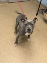 Shelter Stray Female Dog last seen Near Klondike RdStonecrest, GA 30038, 30038, GA, 3280 Chamblee Dunwoody Rd, Chamblee, GA 30341, USA