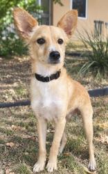 Shelter Stray Male Dog last seen Near Stone Oak Pkwy, Within Coalition, TX, 11300 Nacogdoches Rd, San Antonio, TX 78217, USA