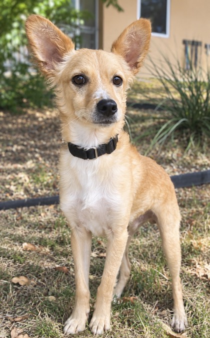 Shelter Stray Male Dog last seen Near Stone Oak Pkwy, Within Coalition, TX, 11300 Nacogdoches Rd, San Antonio, TX 78217, USA