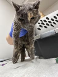 Shelter Stray Female Cat last seen ROCKINGHAM DR at CHETTENHAM DR, Rancho Cordova, CA, 6201 Florin Perkins Rd, Sacramento, CA 95828, USA