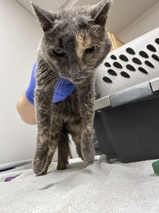 Shelter Stray Female Cat last seen ROCKINGHAM DR at CHETTENHAM DR, Rancho Cordova, CA, 6201 Florin Perkins Rd, Sacramento, CA 95828, USA