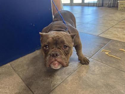 Shelter Stray Female Dog last seen Near block live oak trail, Williamson County, TX, 1855 SE Inner Loop, Georgetown, TX 78626, USA