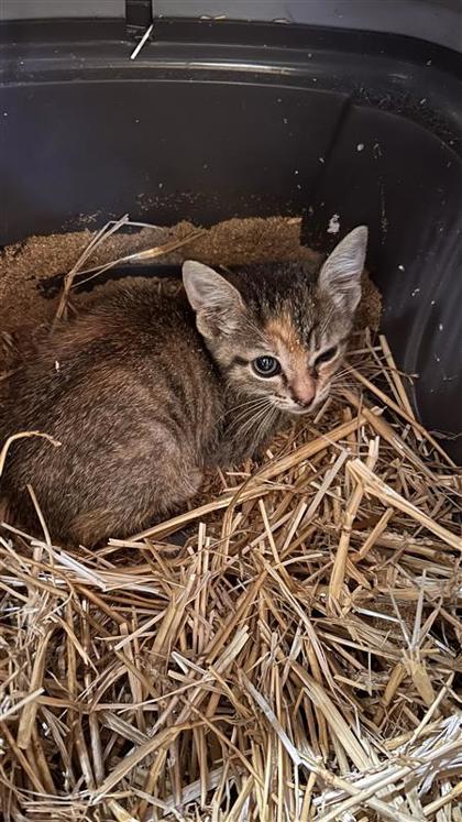Shelter Stray Female Cat last seen Near Block Mc Shepherd rd, Williamson County, TX, 1855 SE Inner Loop, Georgetown, TX 78626, USA