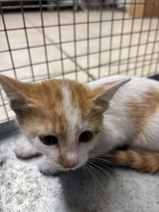 Shelter Stray Unknown Cat last seen Near Block Latigo Trace, City of Round Rock, TX, 1855 SE Inner Loop, Georgetown, TX 78626, USA