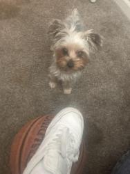Lost Female Dog last seen Near gold oak ct Chula Vista ca 91910, Chula Vista, CA 91910