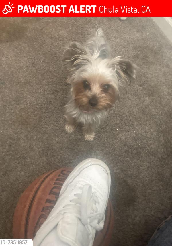 Lost Female Dog last seen Near gold oak ct Chula Vista ca 91910, Chula Vista, CA 91910