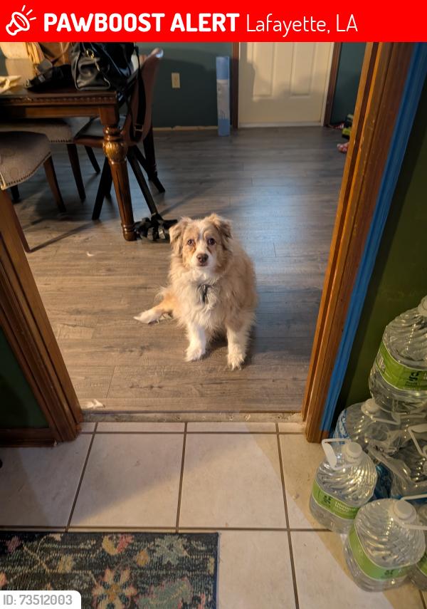 Lost Female Dog last seen Miami Street crosses Joy Street, Lafayette, LA 70501