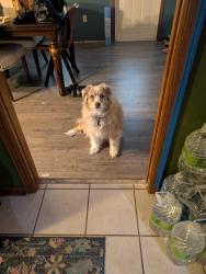 Lost Female Dog last seen Miami Street crosses Joy Street, Lafayette, LA 70501
