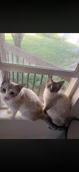 Lost Female Cat last seen Midas creek elementary, Riverton, UT 84096