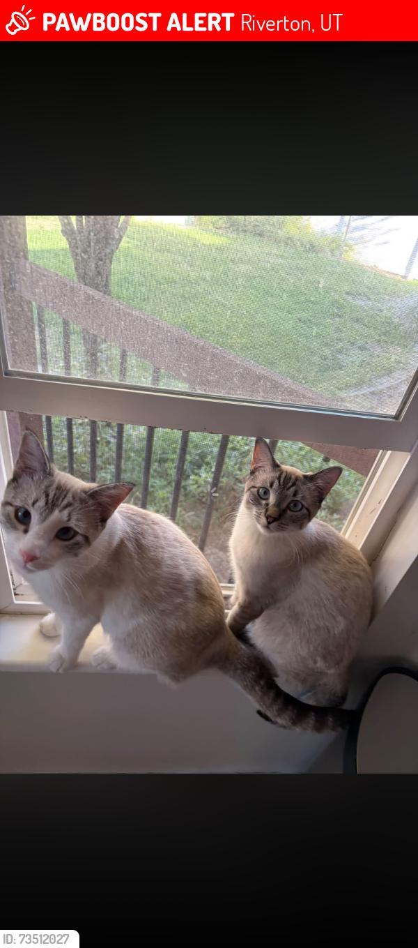 Lost Female Cat last seen Midas creek elementary, Riverton, UT 84096