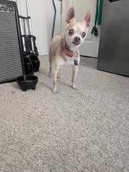 Found/Stray Male Dog last seen found at the intersection of 1565 and 66 in caddo Mills, Caddo Mills, TX 75135