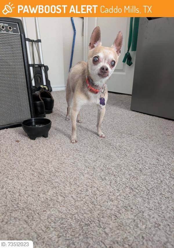 Found/Stray Male Dog last seen found at the intersection of 1565 and 66 in caddo Mills, Caddo Mills, TX 75135