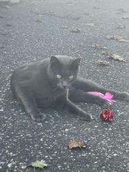 Found/Stray Unknown Cat last seen Franklin Ave, Medford, NY 11763