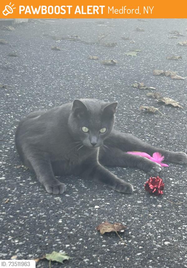 Found/Stray Unknown Cat last seen Franklin Ave, Medford, NY 11763
