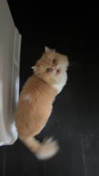 Reunited Male Cat last seen Hunt canyon rd corona ca, Temescal Valley, CA 92883