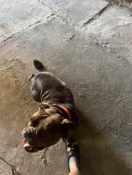 Found/Stray Male Dog last seen Near E Fayle ave, Baytown, TX 77520