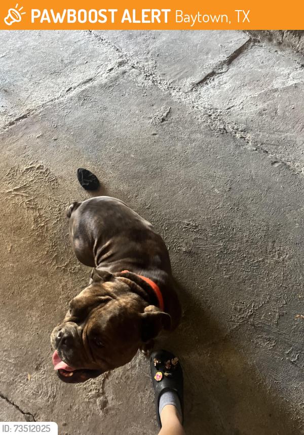 Found/Stray Male Dog last seen Near E Fayle ave, Baytown, TX 77520