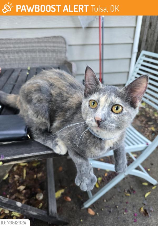 Found/Stray Female Cat last seen 13th and oswego, Tulsa, OK 74112