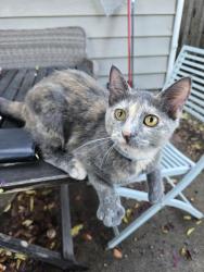 Found/Stray Female Cat last seen 13th and oswego, Tulsa, OK 74112