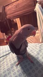 Lost Male Bird last seen Canterbury & Pierce, Los Angeles, CA 91331