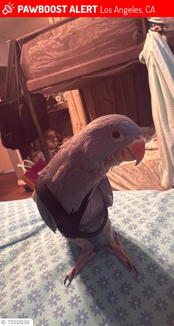 Lost Male Bird last seen Canterbury & Pierce, Los Angeles, CA 91331