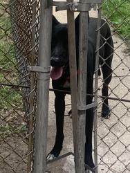 Found/Stray Male Dog last seen 86th and king dr, Chicago, IL 60619