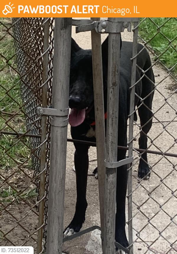 Found/Stray Male Dog last seen 86th and king dr, Chicago, IL 60619