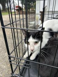 Shelter Stray Female Cat last seen Near Arlington Arch Drive, VIRGINIA BEACH, VA, 23464, 341 S Birdneck Rd, Virginia Beach, VA 23451, USA