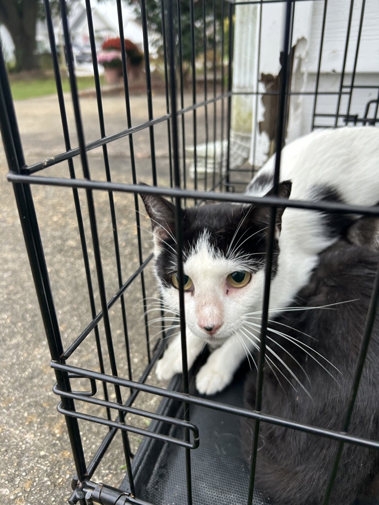 Shelter Stray Female Cat last seen Near Arlington Arch Drive, VIRGINIA BEACH, VA, 23464, 341 S Birdneck Rd, Virginia Beach, VA 23451, USA