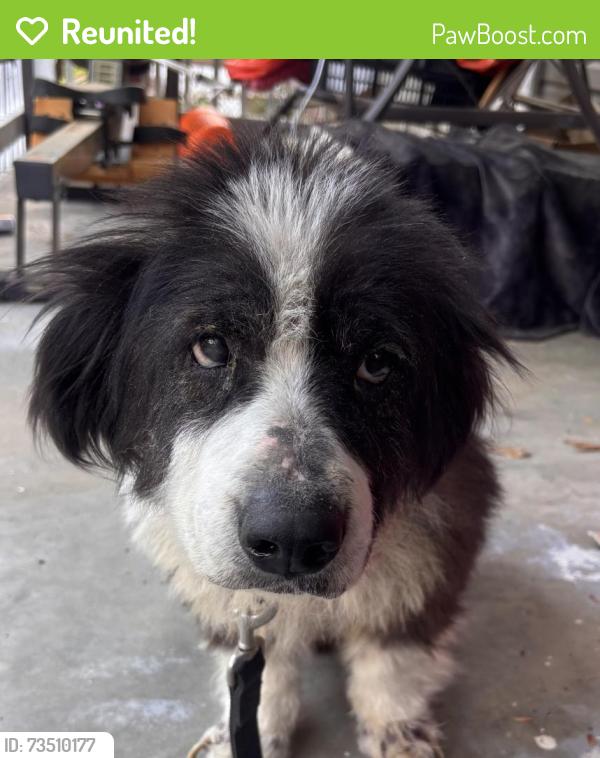 Reunited Male Dog last seen 3rd Shannon St, Shannon, GA 30161