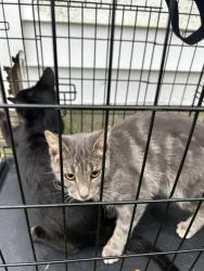 Shelter Stray Female Cat last seen Near Arlington Arch Drive, VIRGINIA BEACH, VA, 23464, 341 S Birdneck Rd, Virginia Beach, VA 23451, USA