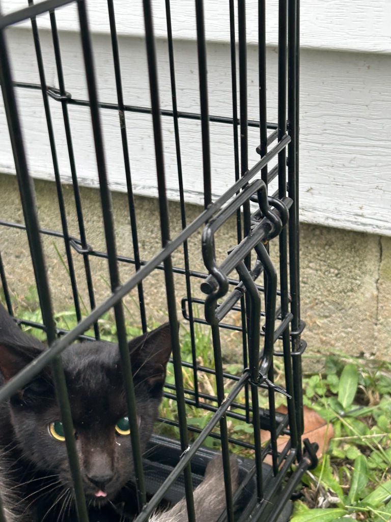 Shelter Stray Female Cat last seen Near Arlington Arch Drive, VIRGINIA BEACH, VA, 23464, 341 S Birdneck Rd, Virginia Beach, VA 23451, USA