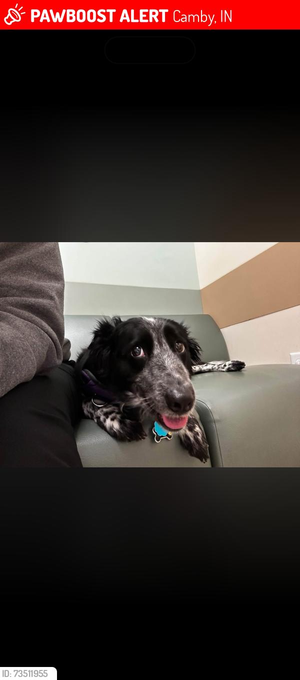 Lost Female Dog last seen Madison twp fire station, Camby, IN 46113