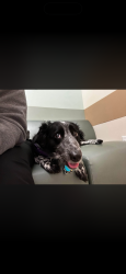 Lost Female Dog last seen Madison twp fire station, Camby, IN 46113